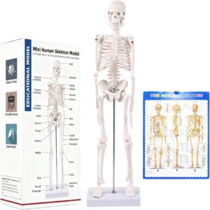 17.72 Inch Mini Skeleton M